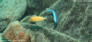 Metriaclima estherae 'Border'